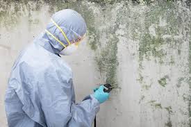 Why You Should Choose Our Mold Remediation Services in Boonton, NJ